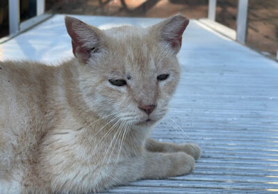 USF students donate cat food to the Botanical Gardens’ feral residents