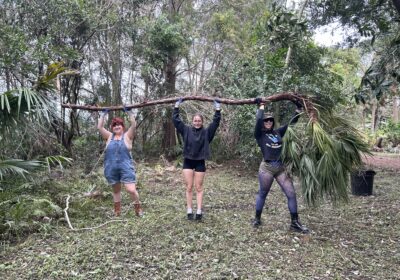 USF Botanical Gardens begins Milton cleanup: ‘There’s never been anything like this’