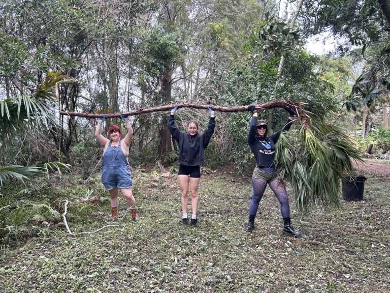 USF Botanical Gardens begins Milton cleanup: ‘There’s never been anything like this’