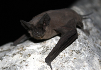 Two Florida bat species call USF home